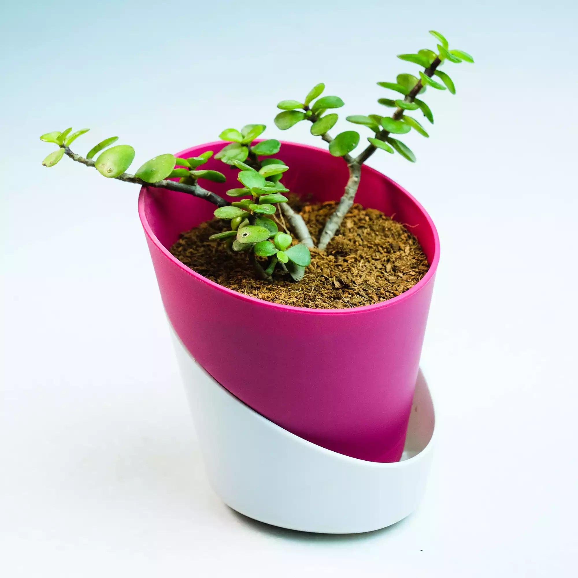 Dual Tone Self Watering Pot