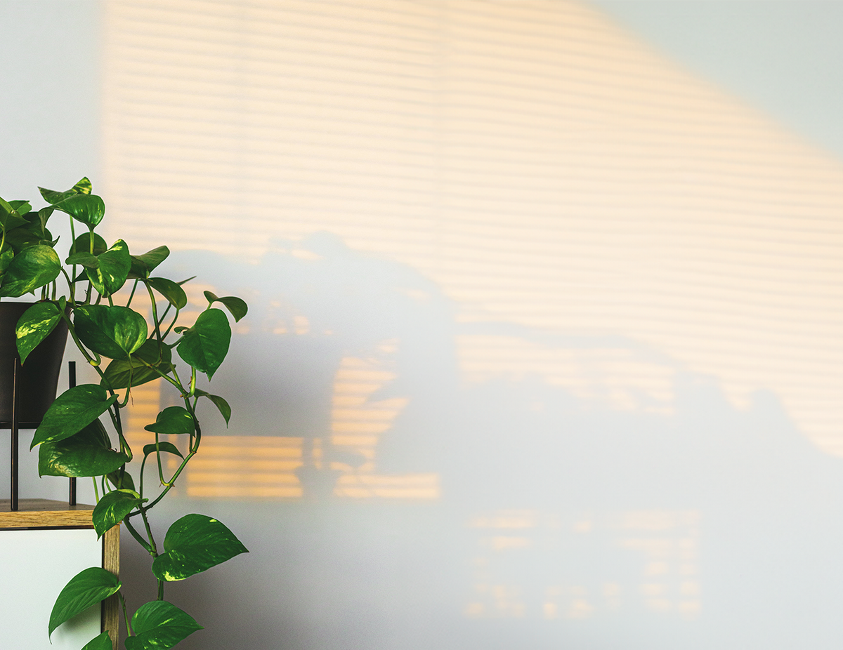 Rooted | Buy Plants, Pots & More Online