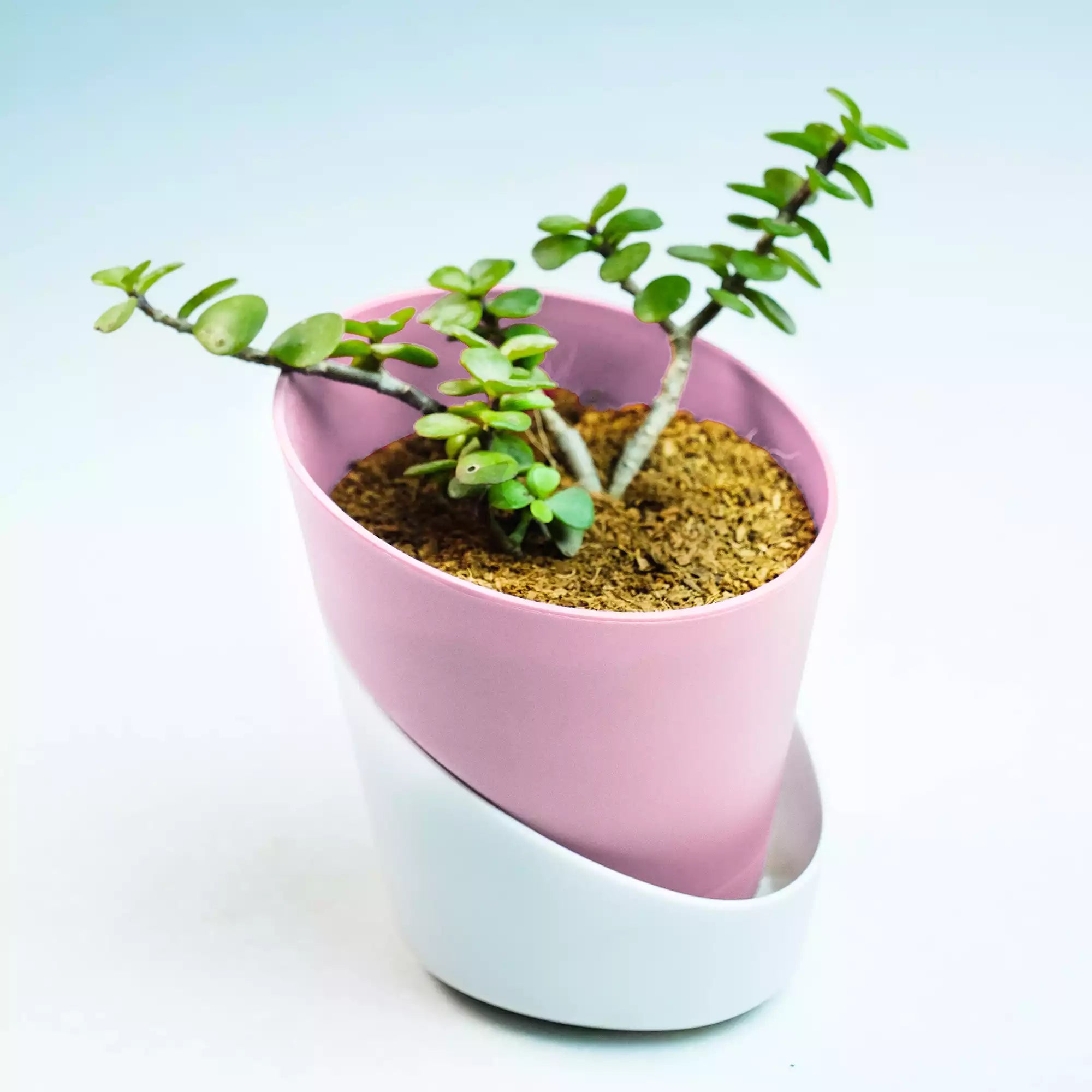 Dual Tone Self Watering Pot