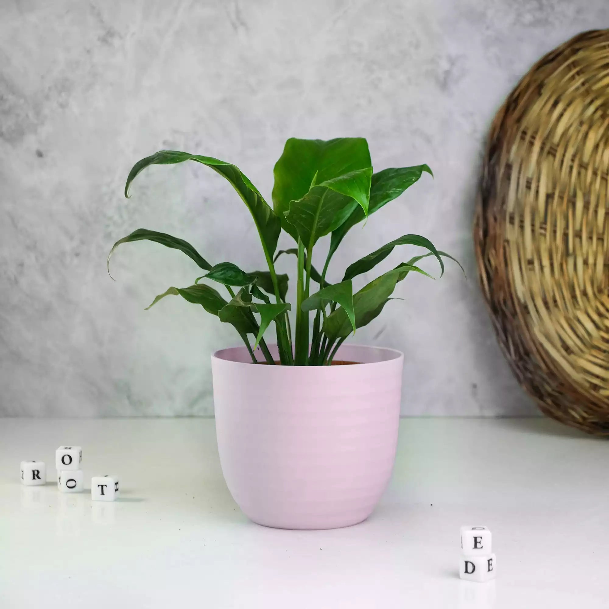 Peace Lily Plant