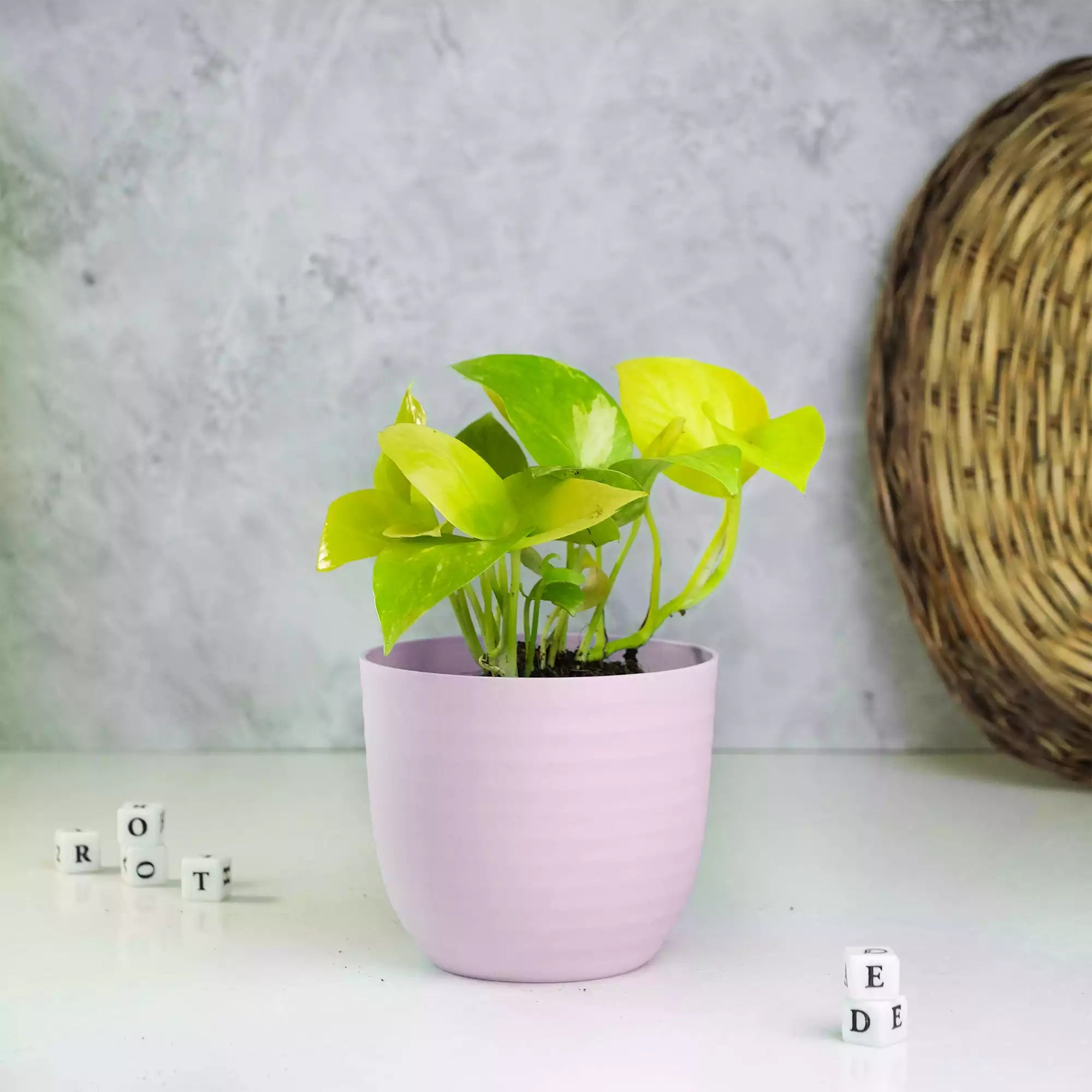 Money Plant Bundle